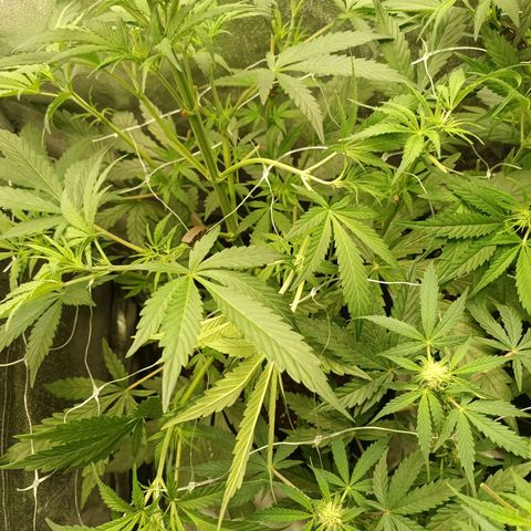Blue Matic 2 growlog timeline photo
