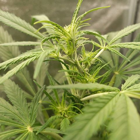 Royal Bluematic  growlog timeline photo