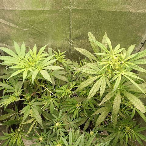 Royal Bluematic  growlog timeline photo