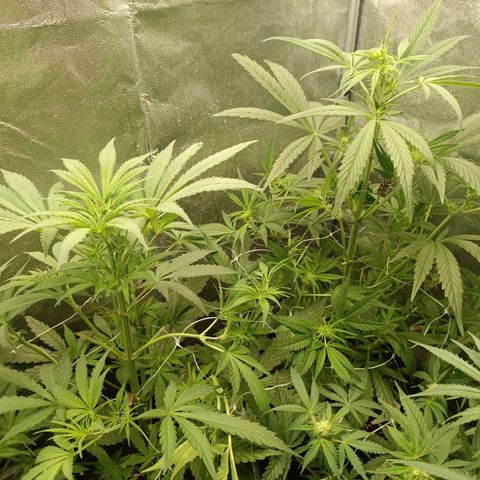 Royal Bluematic  growlog timeline photo