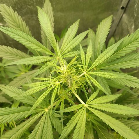 Royal Bluematic  growlog timeline photo
