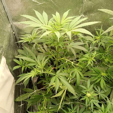 Blue Matic 2 growlog timeline photo