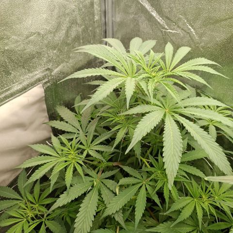 Blue Matic 2 growlog timeline photo