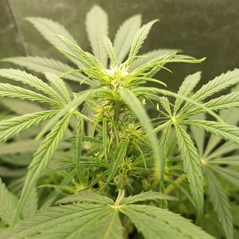 Royal Bluematic  growlog timeline photo