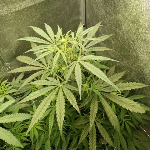 Royal Bluematic  growlog timeline photo