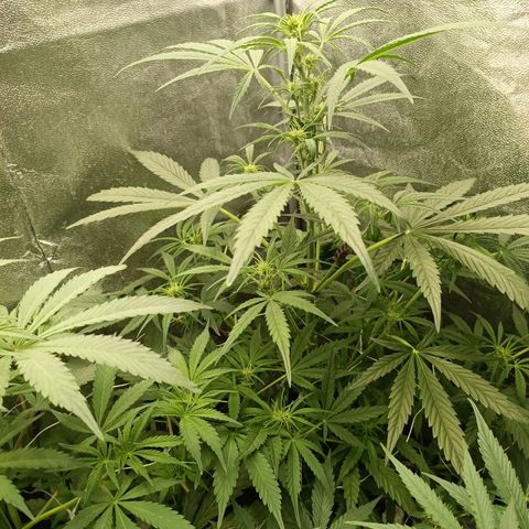 Royal Bluematic  growlog timeline photo