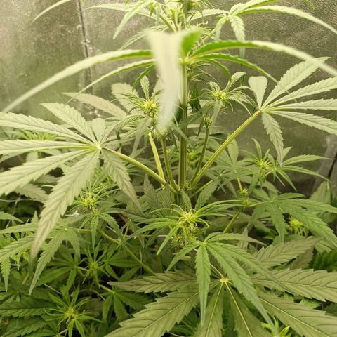 Royal Bluematic  growlog timeline photo