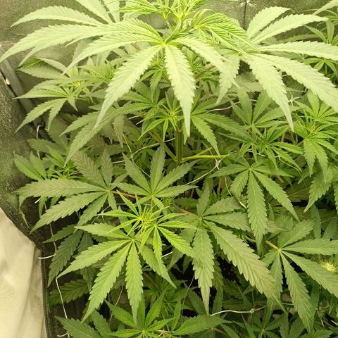 Blue Matic 2 growlog timeline photo