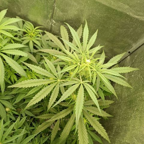 Royal Bluematic  growlog timeline photo