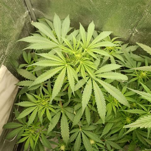 Blue Matic 2 growlog timeline photo