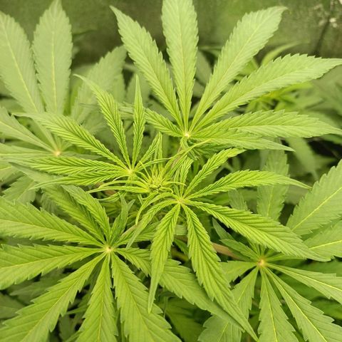 Blue Matic 2 growlog timeline photo