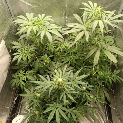 Royal Bluematic  growlog timeline photo
