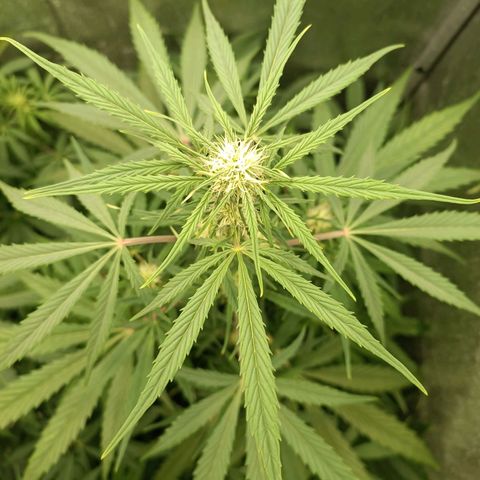 Royal Bluematic  growlog timeline photo