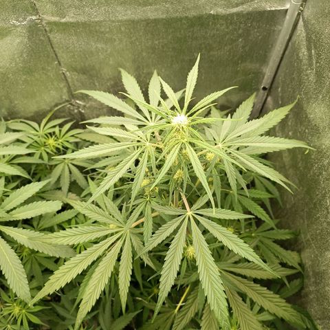 Royal Bluematic  growlog timeline photo