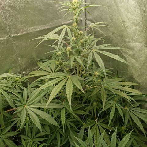 Royal Bluematic  growlog timeline photo