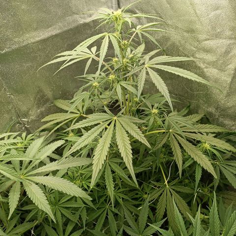Royal Bluematic  growlog timeline photo