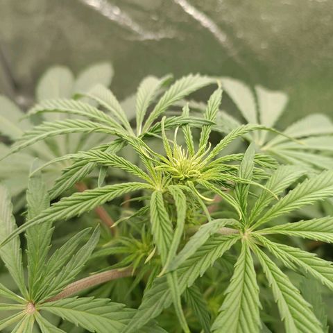 Blue Matic 2 growlog timeline photo