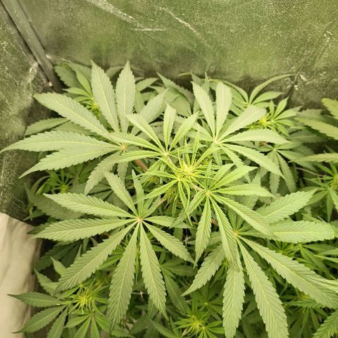 Blue Matic 2 growlog timeline photo