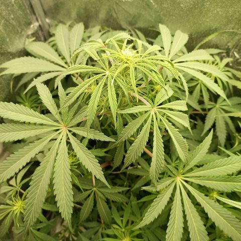 Blue Matic 2 growlog timeline photo