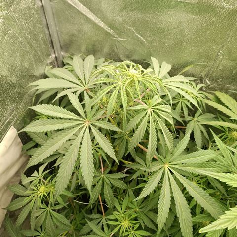 Blue Matic 2 growlog timeline photo
