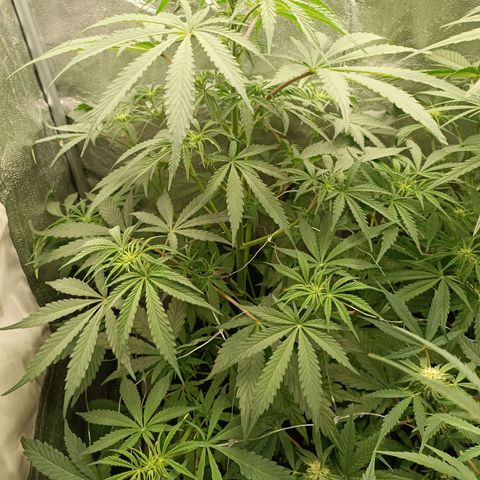 Blue Matic 2 growlog timeline photo