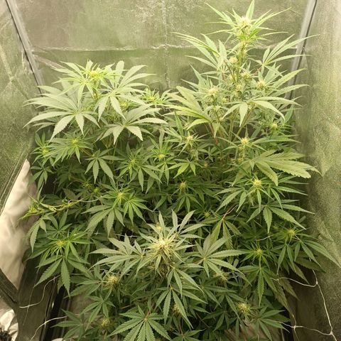 Royal Bluematic  growlog photo: La mia piccola foresta 🥹