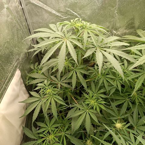 Blue Matic 2 growlog timeline photo