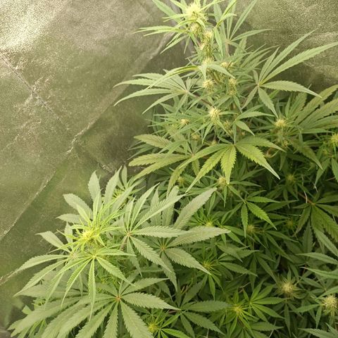 Royal Bluematic  growlog timeline photo