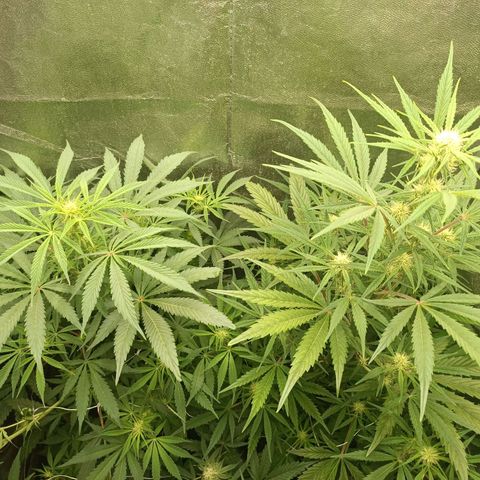 Royal Bluematic  growlog timeline photo
