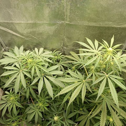 Royal Bluematic  growlog timeline photo