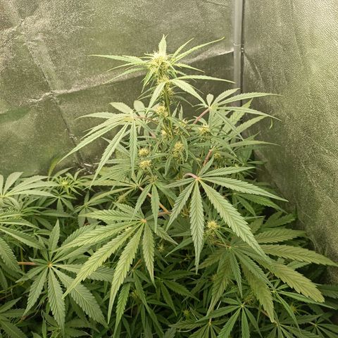 Royal Bluematic  growlog timeline photo