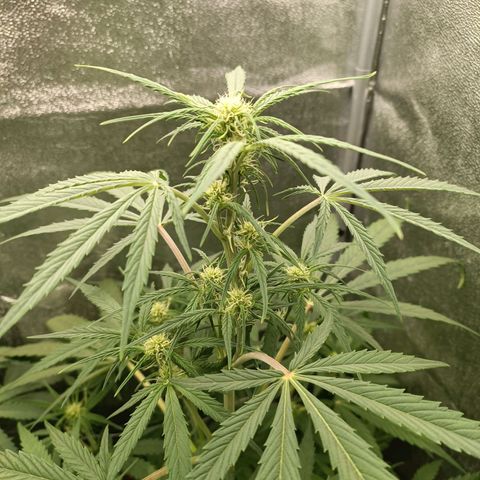 Royal Bluematic  growlog timeline photo