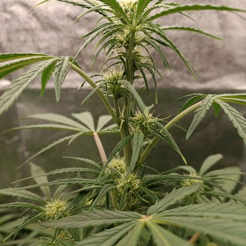 Royal Bluematic  growlog timeline photo
