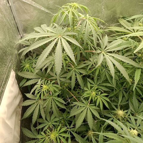 Blue Matic 2 growlog timeline photo