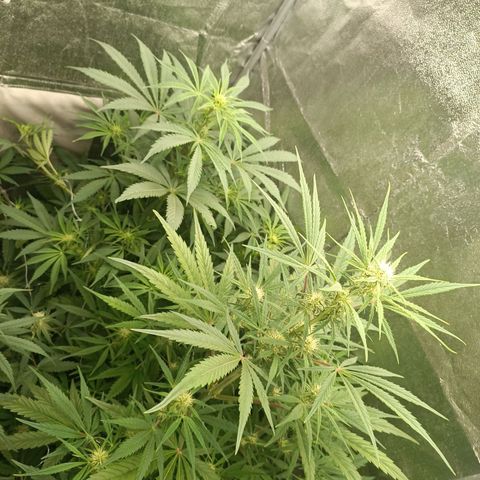 Royal Bluematic  growlog timeline photo