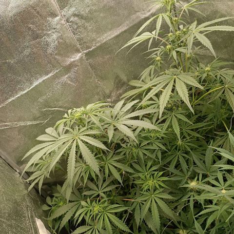 Royal Bluematic  growlog timeline photo