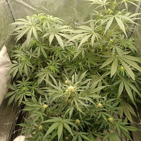 Royal Bluematic  growlog timeline photo