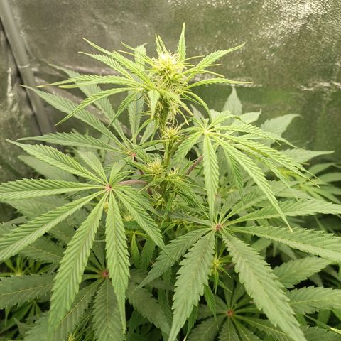 Blue Matic 2 growlog timeline photo
