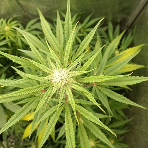 Royal Bluematic  growlog timeline photo