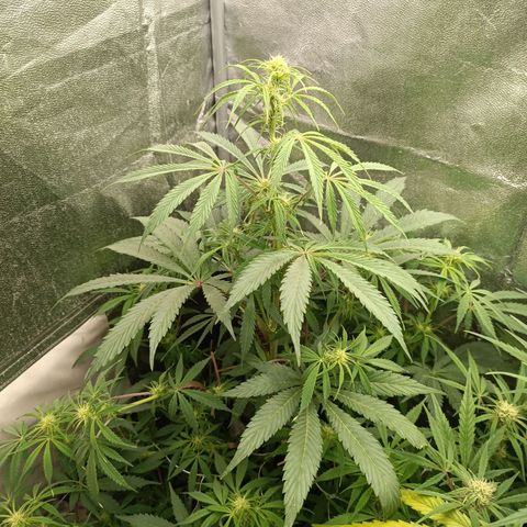 Blue Matic 2 growlog timeline photo