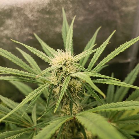 Royal Bluematic  growlog timeline photo
