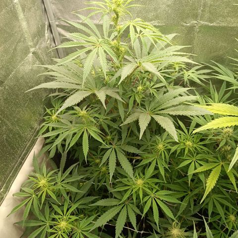 Blue Matic 2 growlog timeline photo