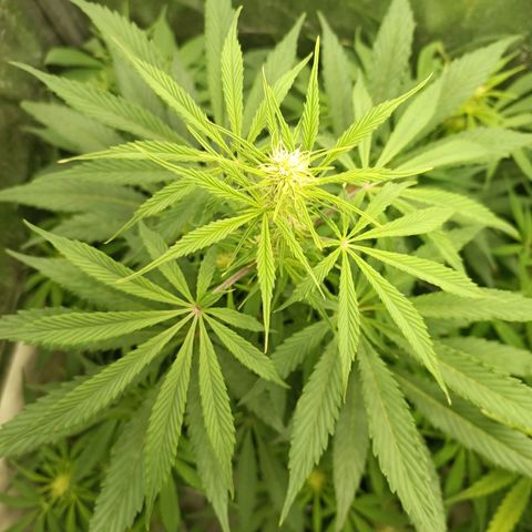Blue Matic 2 growlog timeline photo