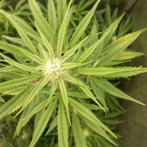 Royal Bluematic  growlog timeline photo