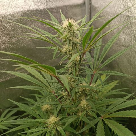 Royal Bluematic  growlog timeline photo