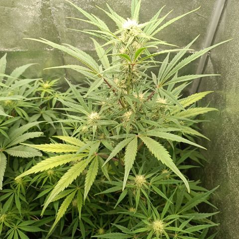 Royal Bluematic  growlog timeline photo