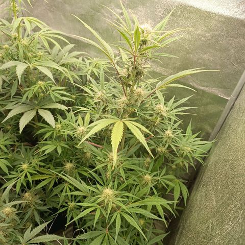 Royal Bluematic  growlog timeline photo