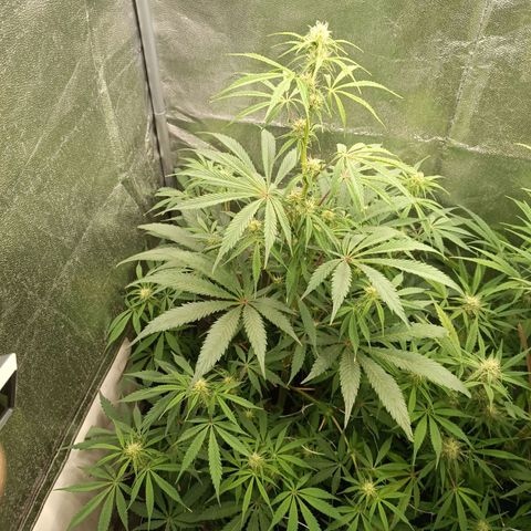 Blue Matic 2 growlog timeline photo