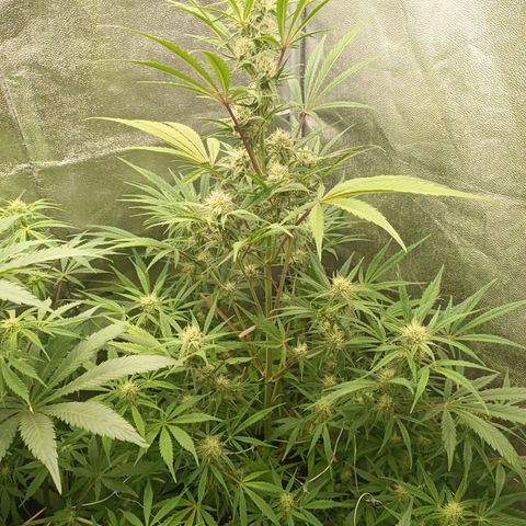 Royal Bluematic  growlog timeline photo