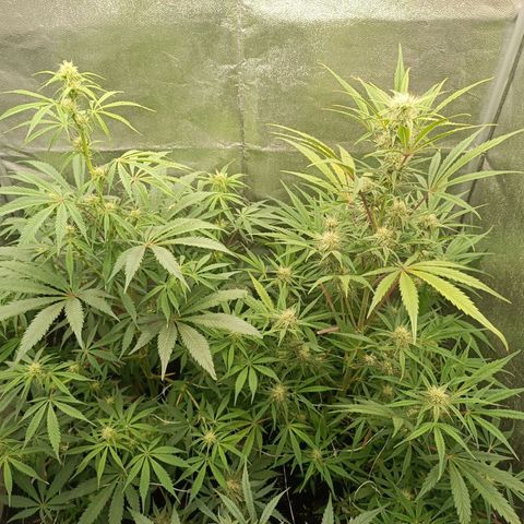 Blue Matic 2 growlog timeline photo